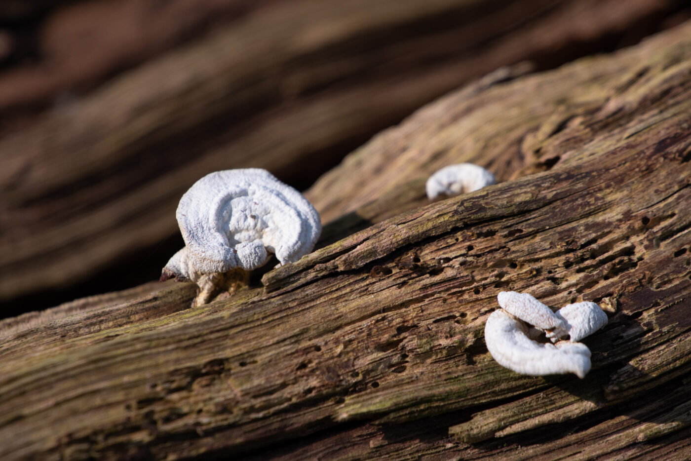 2025-03-28 - NSG Die Burg Marl