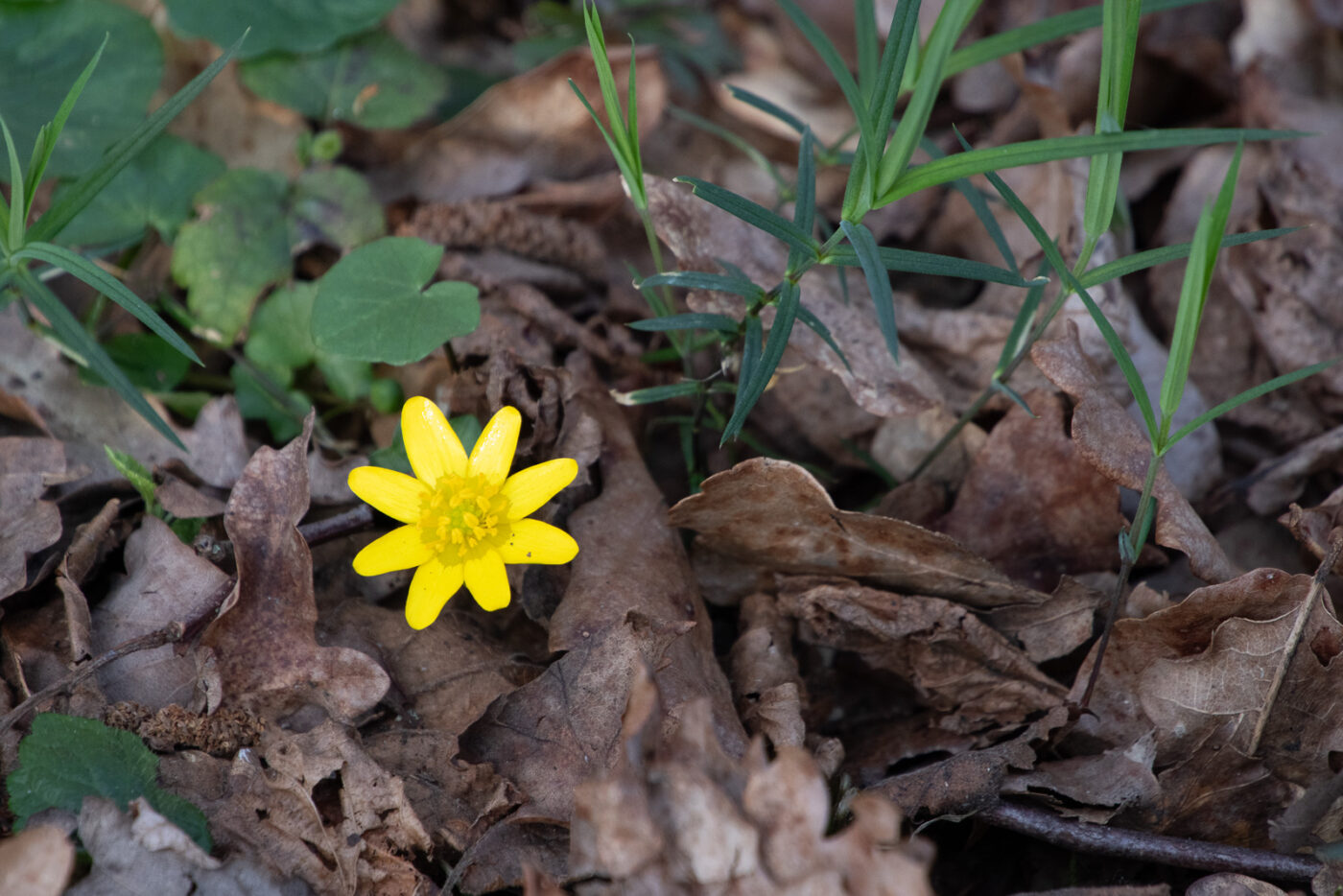 2025-03-28 - NSG Die Burg Marl