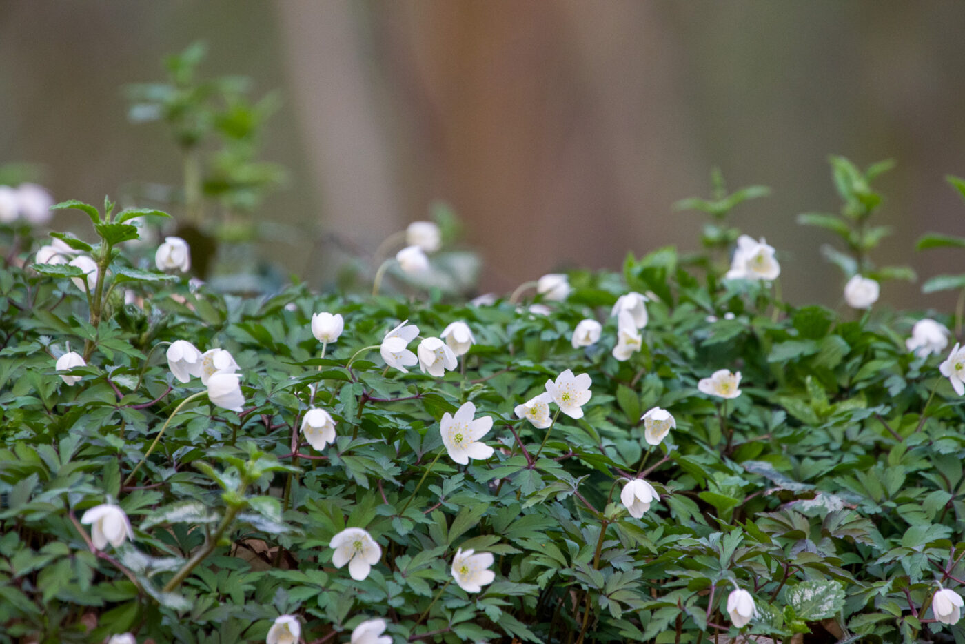 2025-03-28 - NSG Die Burg Marl