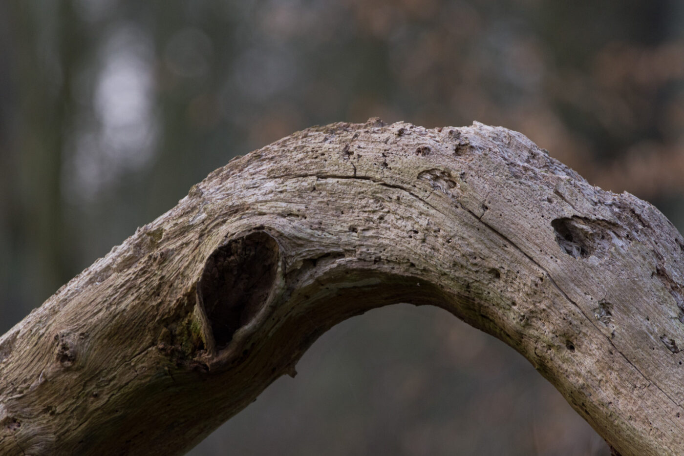 2025-03-28 - NSG Die Burg Marl