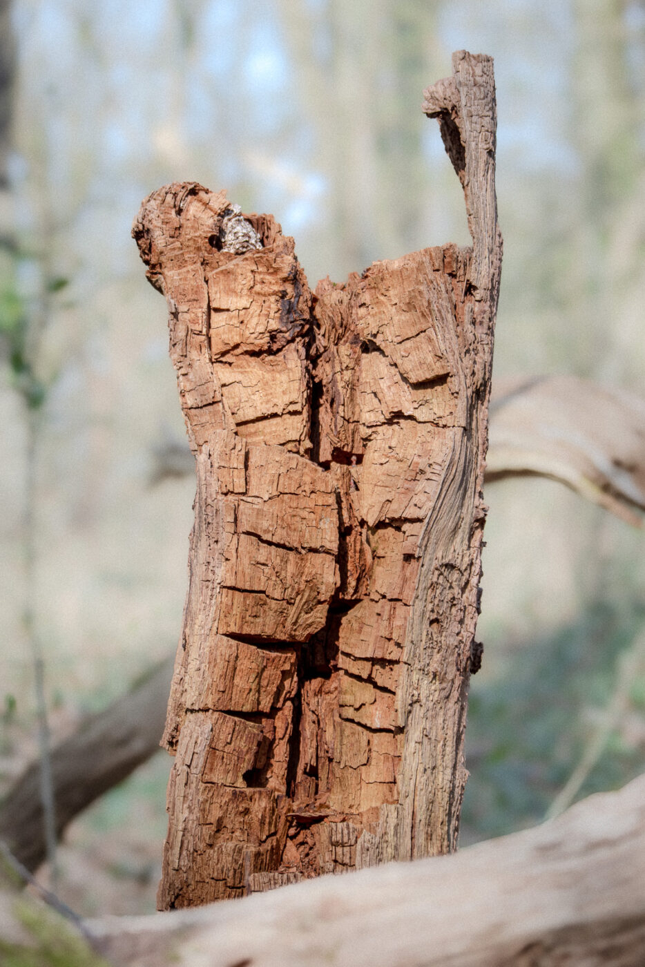 2025-03-28 - NSG Die Burg Marl