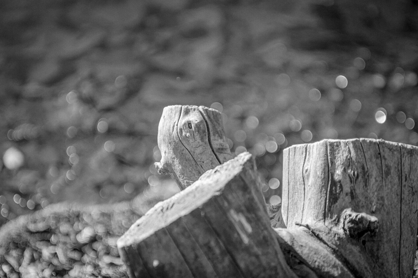 2025-03-19 - Marl - Volkspark und Alt Marl