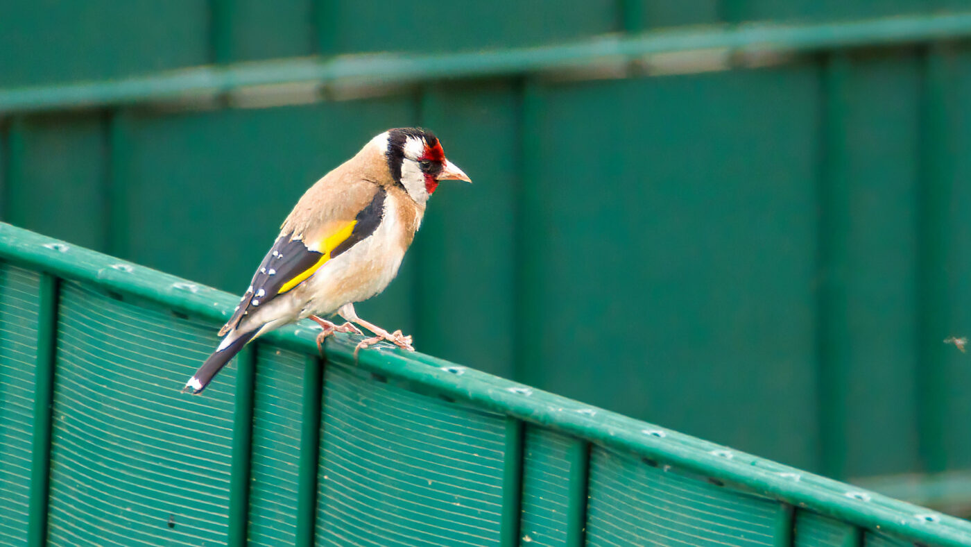 2025-02-22 - RE-Sidenzia auf'm BallKong