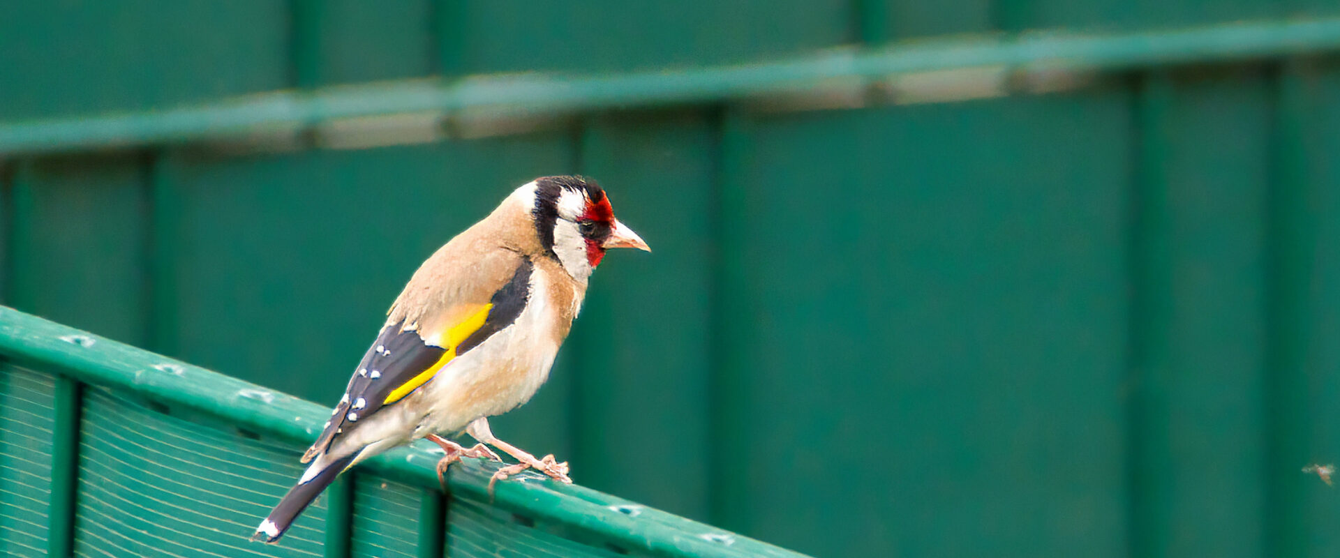 2025-05-17 – Residenzia – Distelfink