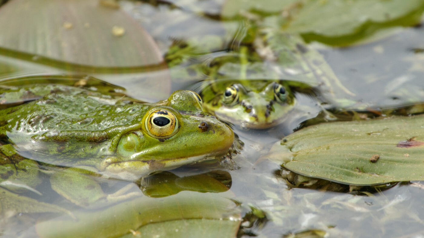 2025-05-21 - Wasserschloß Lembeck
