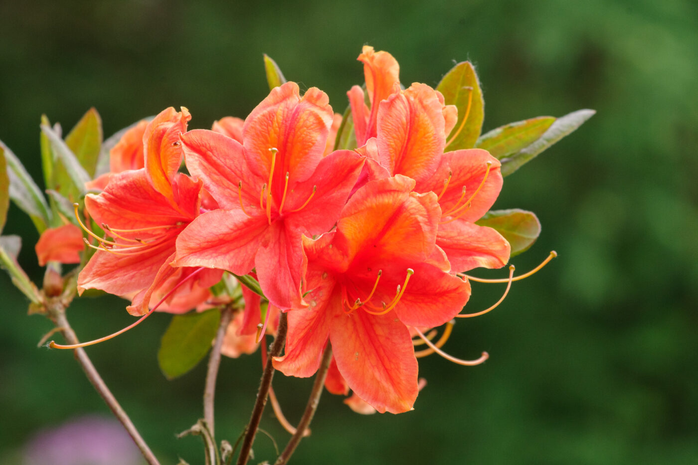 2025-05-21 - Wasserschloß Lembeck