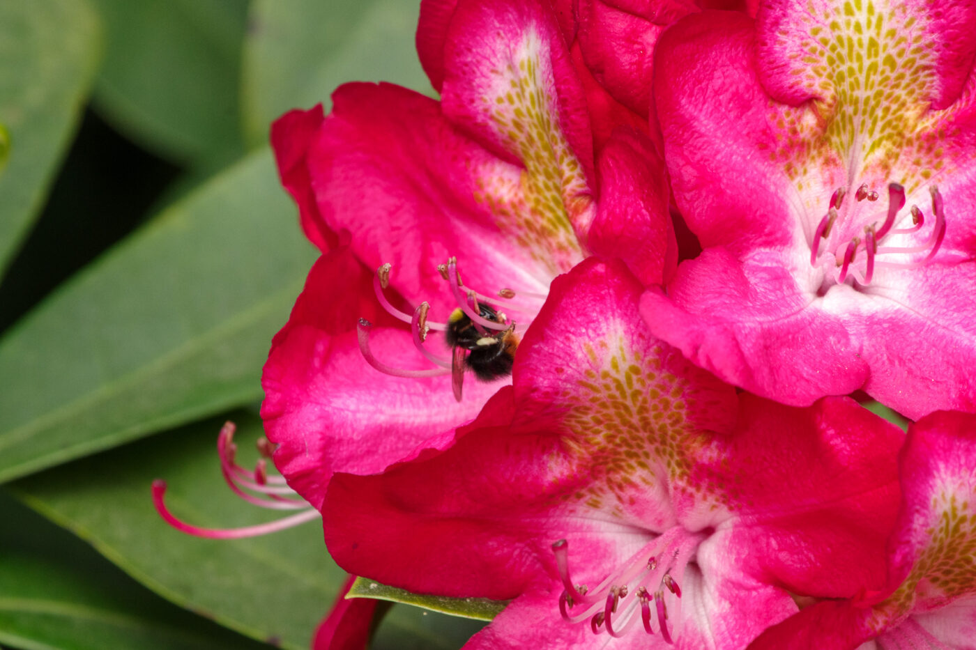 2025-05-21 - Wasserschloß Lembeck