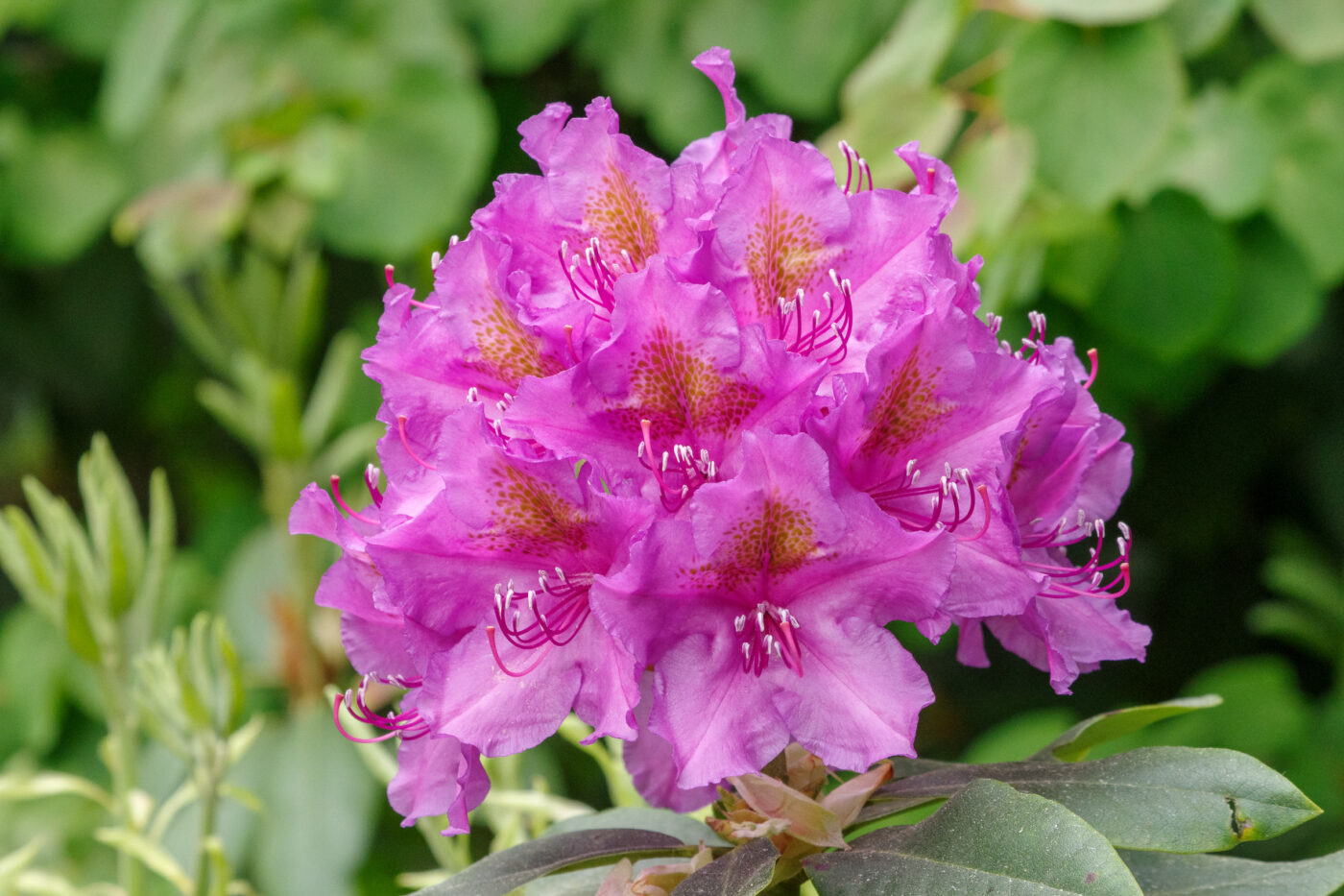 2025-05-21 - Wasserschloß Lembeck