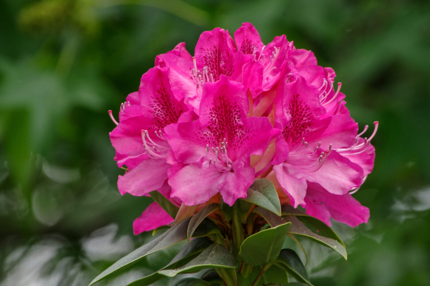 2025-05-21 - Wasserschloß Lembeck