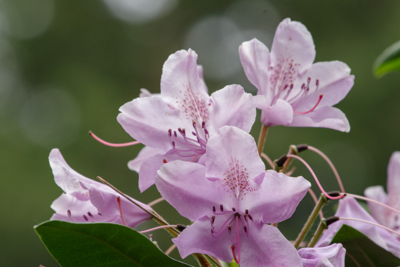 2025-05-21 - Wasserschloß Lembeck