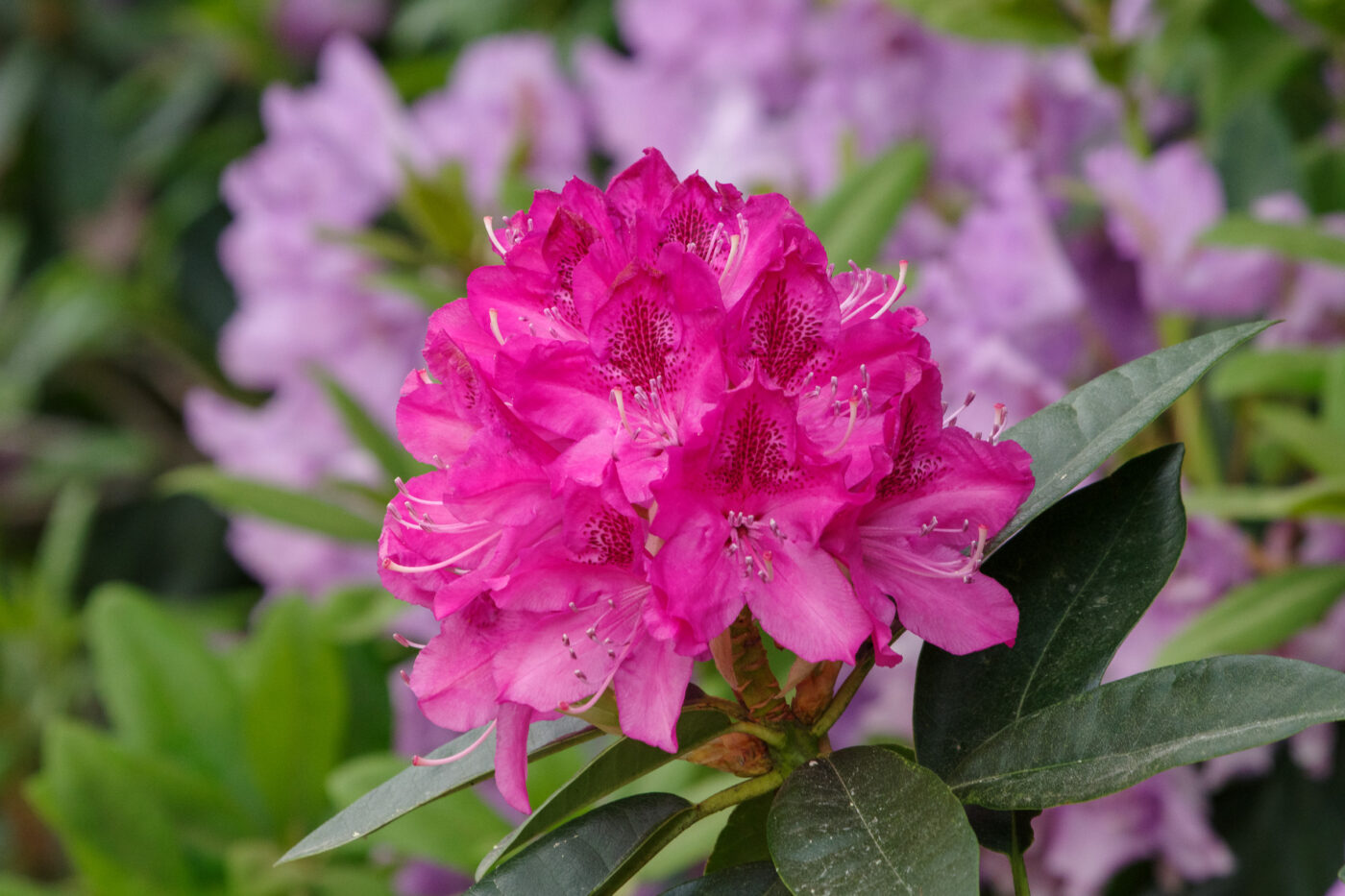 2025-05-21 - Wasserschloß Lembeck