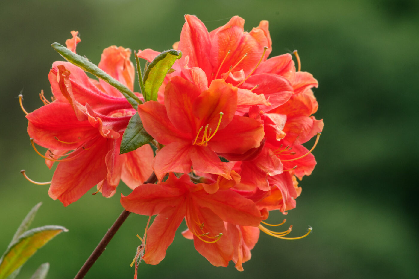 2025-05-21 - Wasserschloß Lembeck