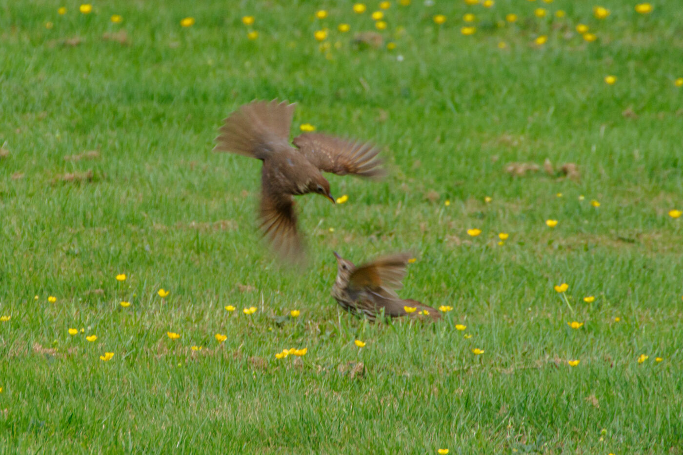 2025-05-21 - Wasserschloß Lembeck