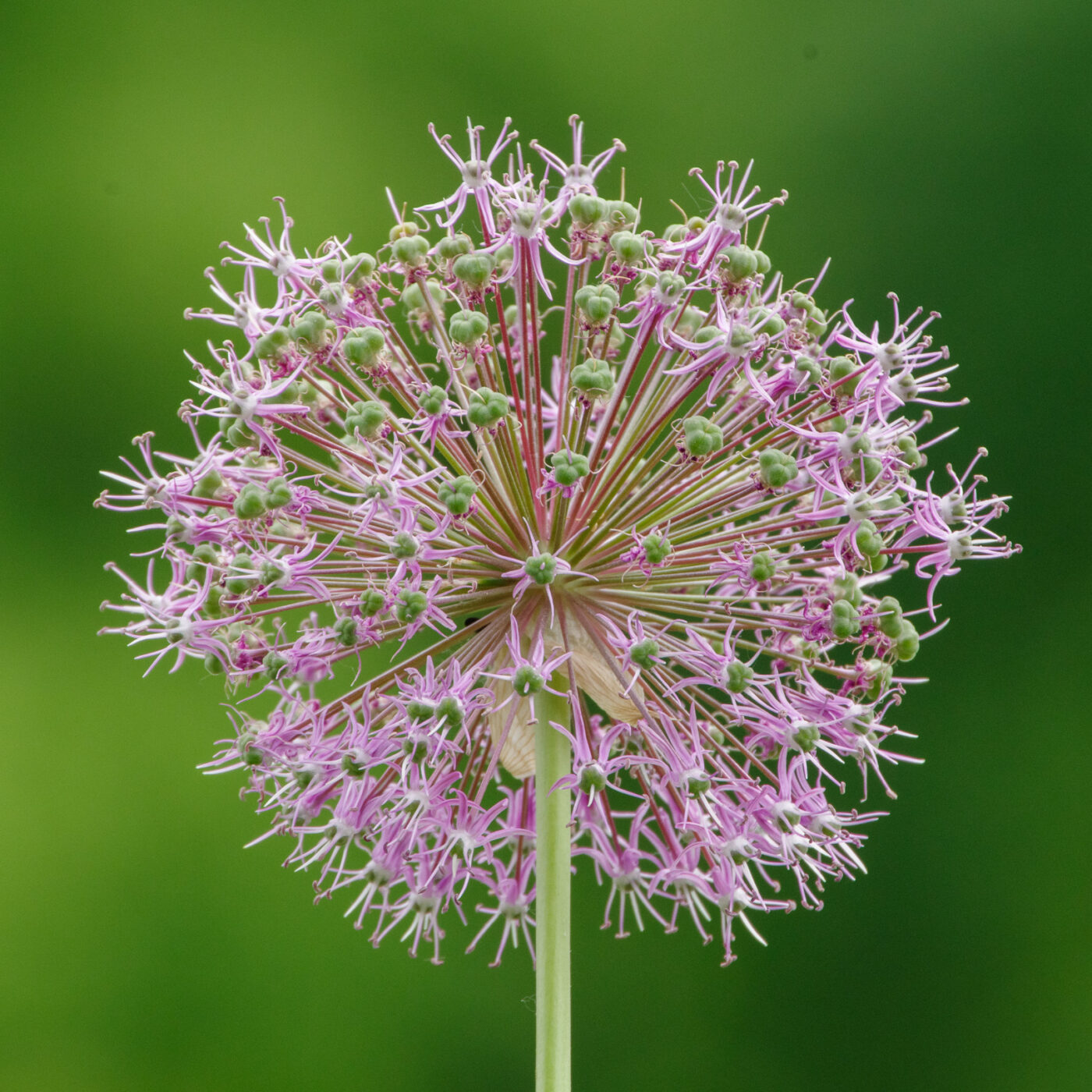 2025-05-21 - Wasserschloß Lembeck