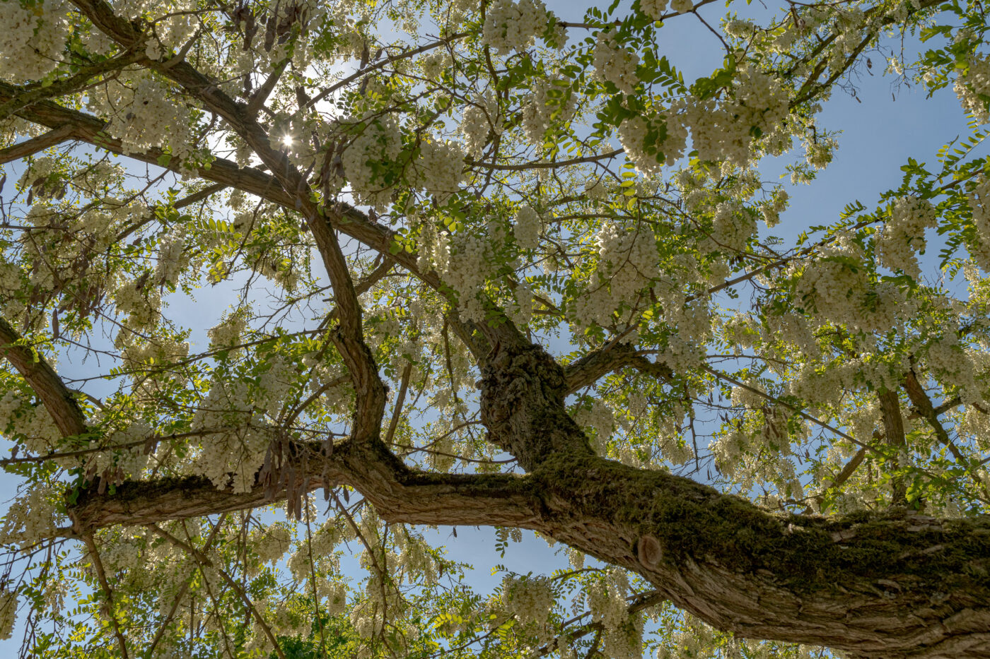 2025-05-14 - Hamm - Maximilianpark