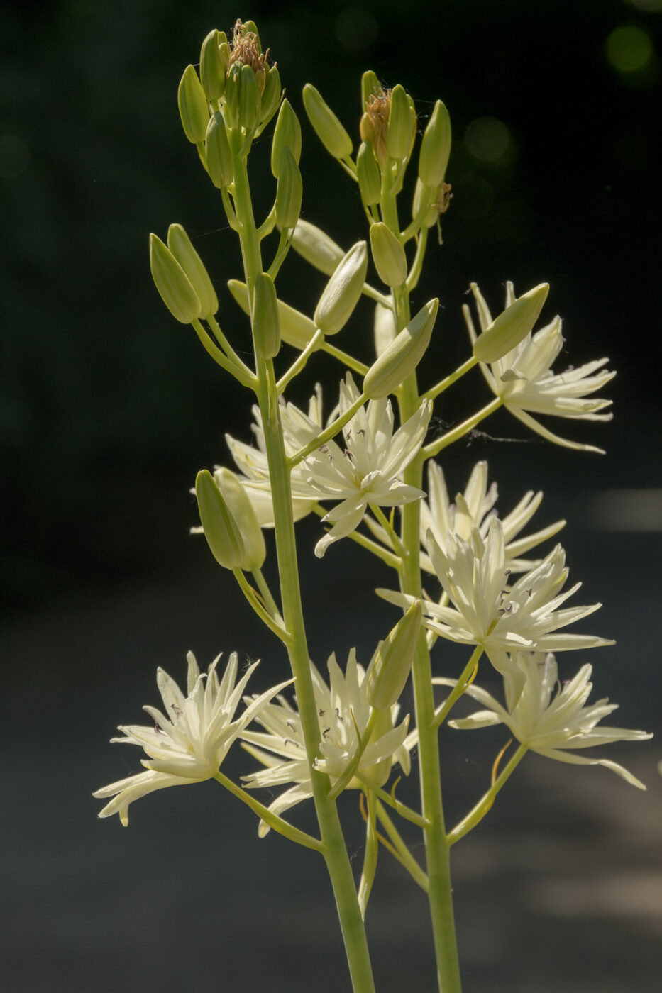 2025-05-14 - Hamm - Maximilianpark