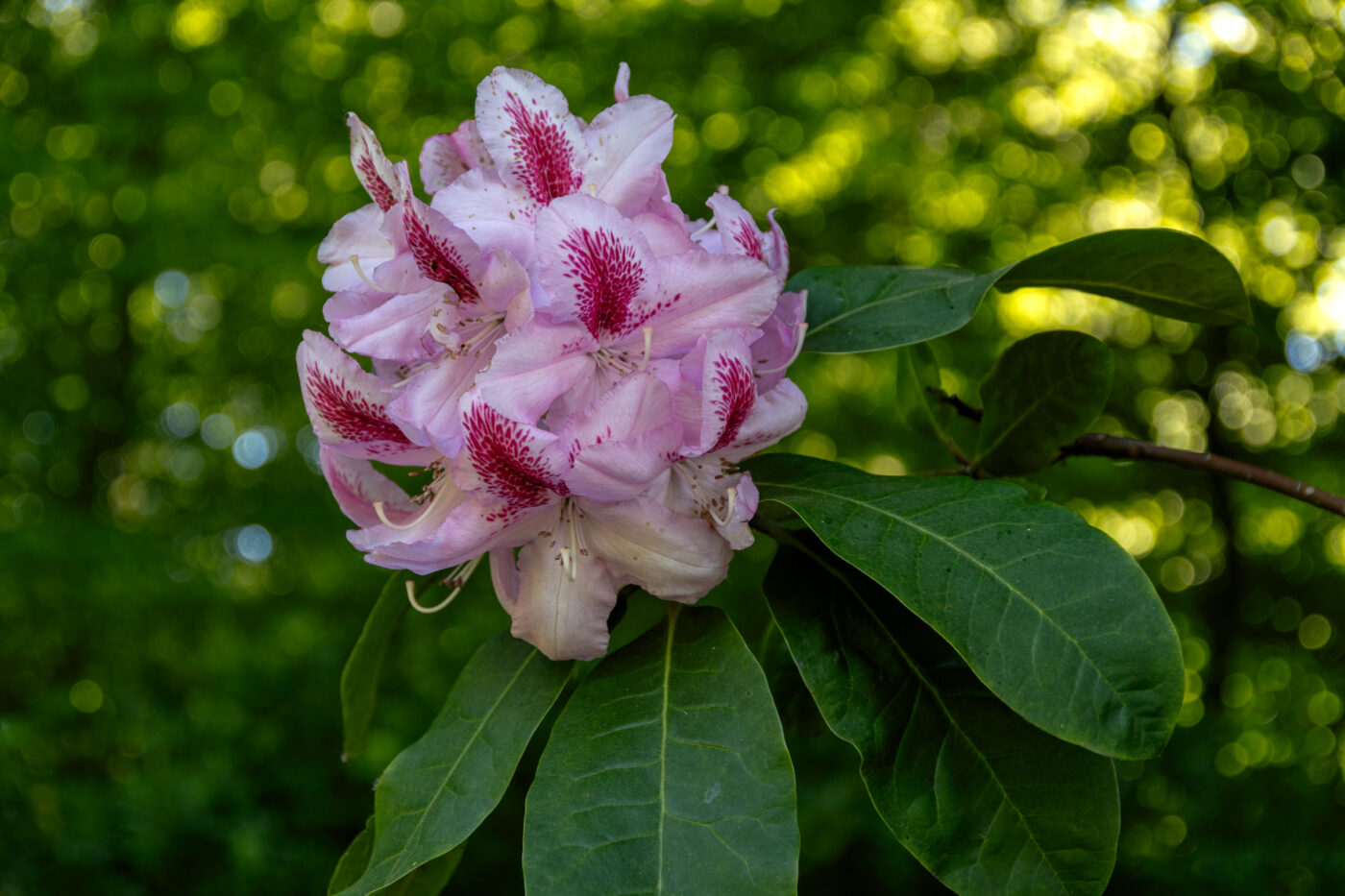 2025-05-14 - Hamm - Maximilianpark