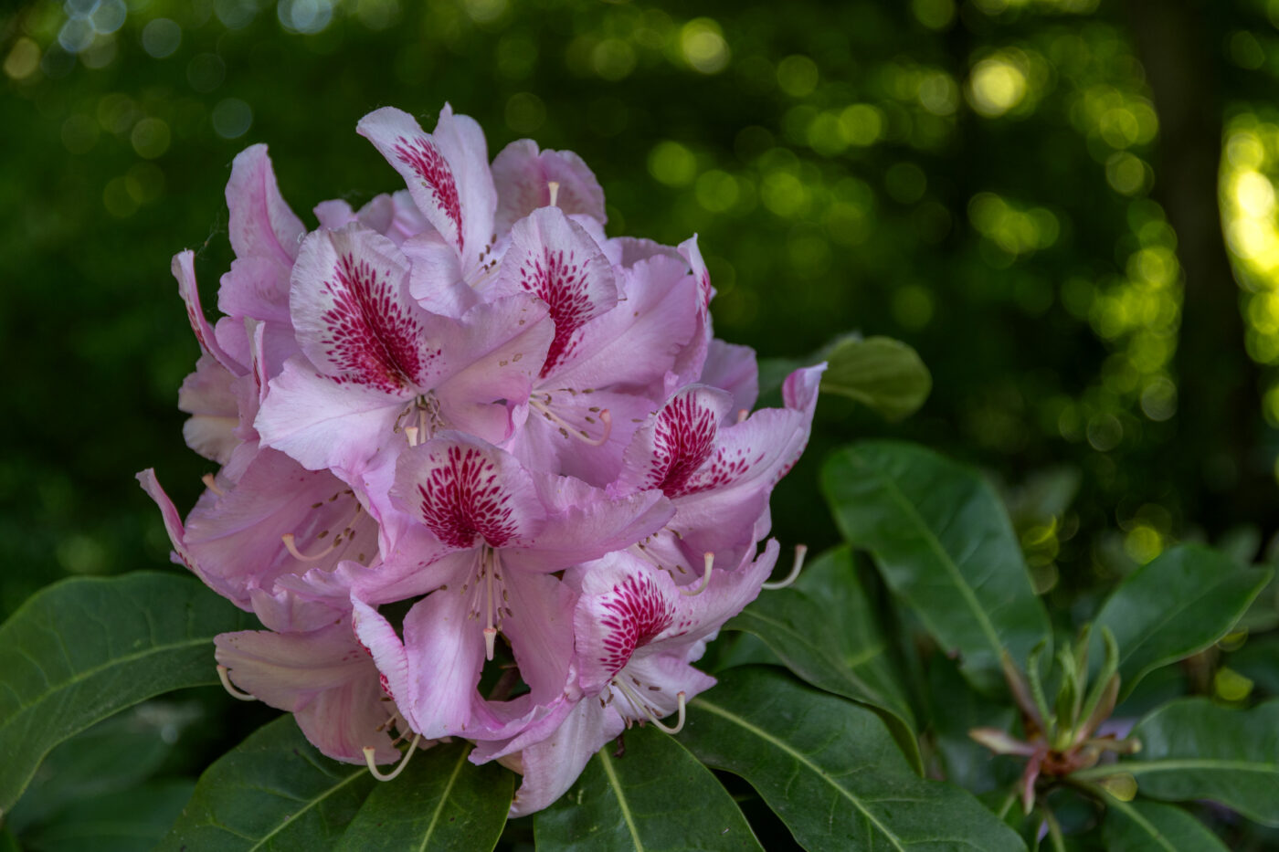 2025-05-14 - Hamm - Maximilianpark