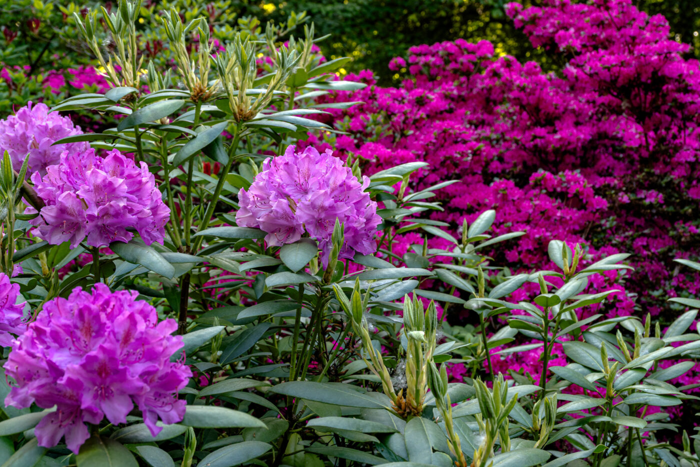 2025-05-14 - Hamm - Maximilianpark