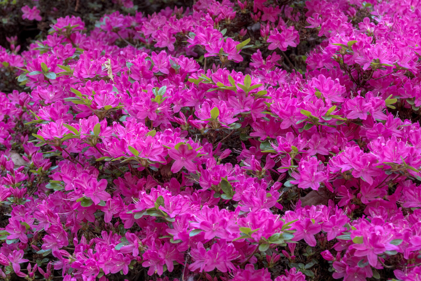 2025-05-14 - Hamm - Maximilianpark