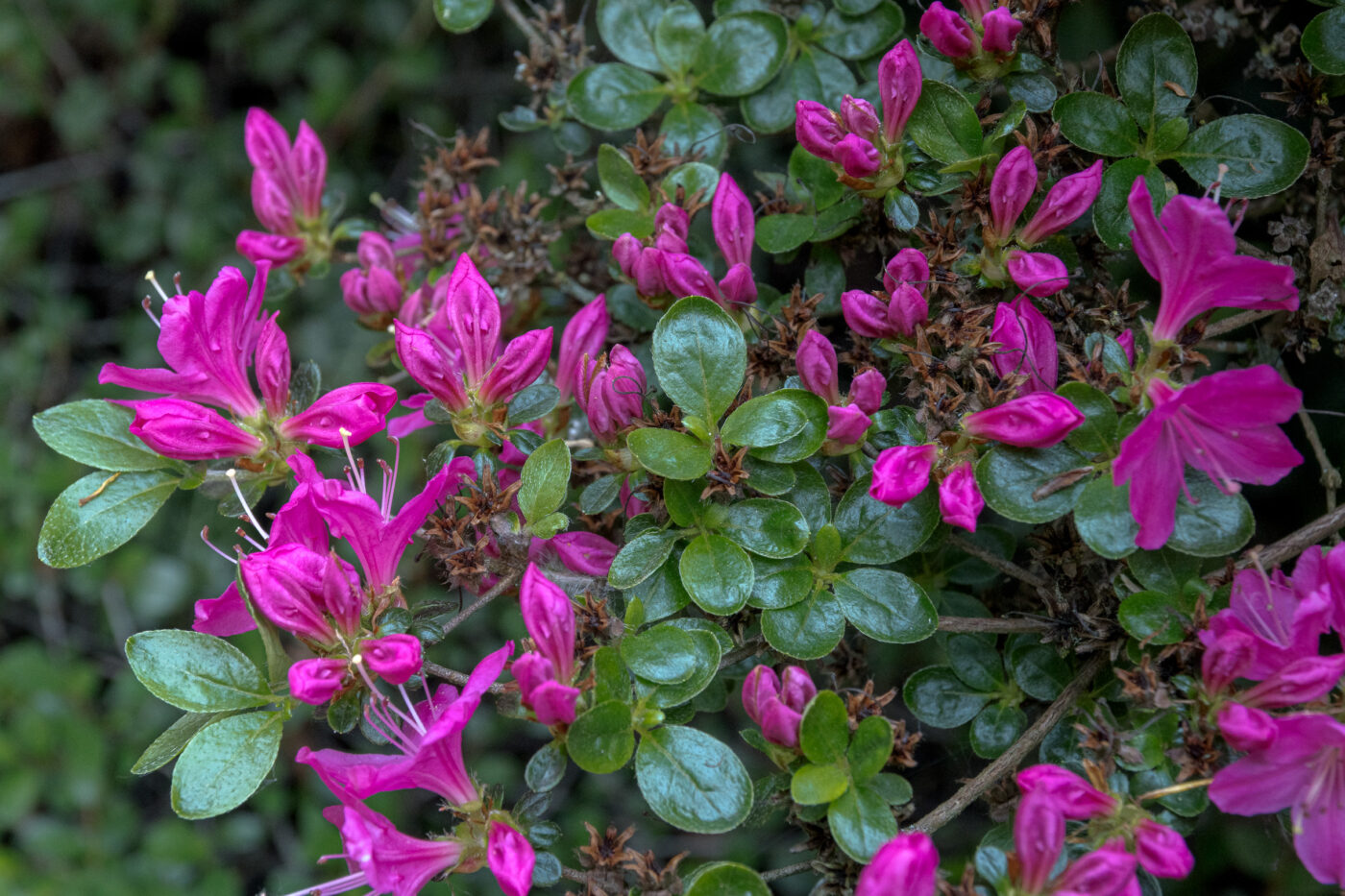 2025-05-14 - Hamm - Maximilianpark