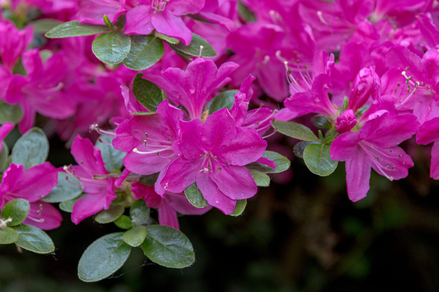 2025-05-14 - Hamm - Maximilianpark