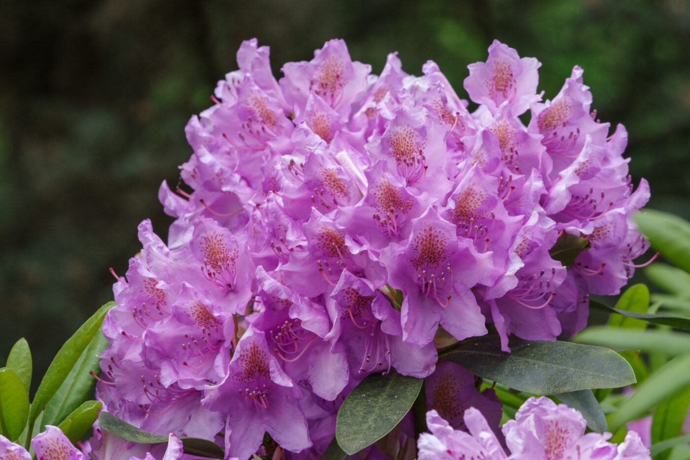 2025-05-21 - Wasserschloß Lembeck