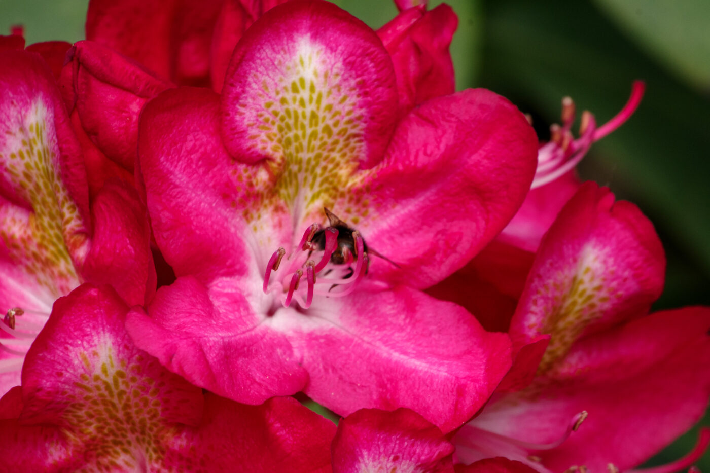2025-05-21 - Wasserschloß Lembeck