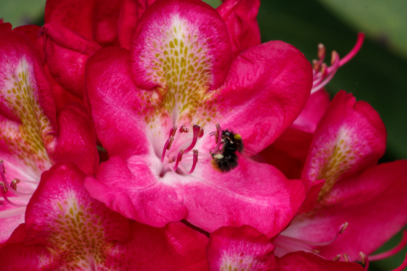 2025-05-21 - Wasserschloß Lembeck