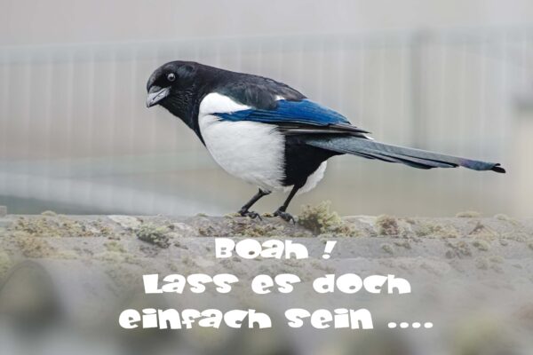 2025-01-11 - Elster