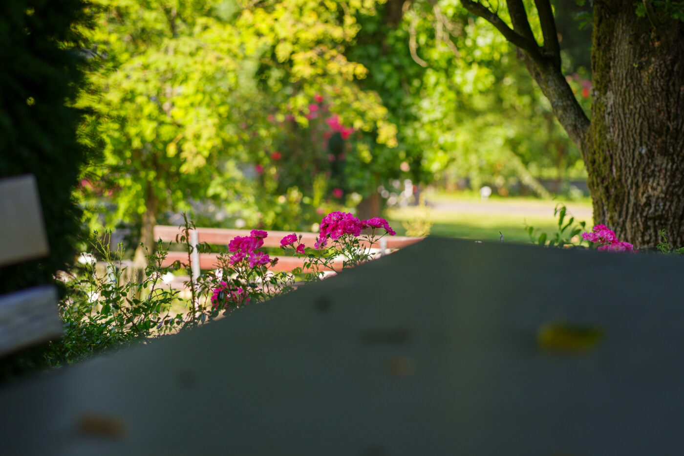 2025-06-20 - Seppenrade - Rosengarten