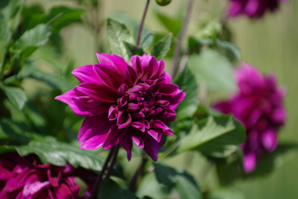 2025-08-10 - Hamm - Maximilianpark - MAXIperium