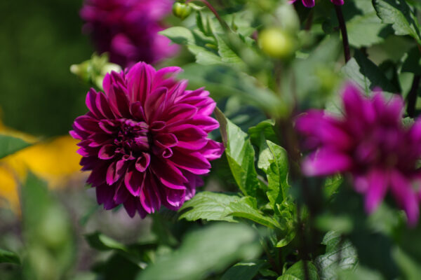 2025-08-10 - Hamm - Maximilianpark - MAXIperium