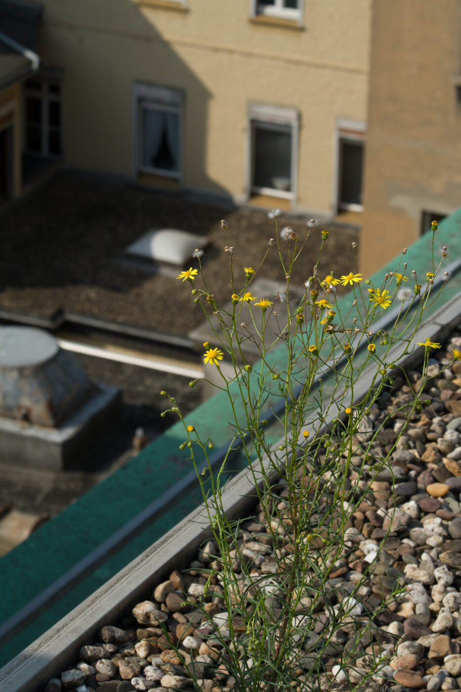 2025-08-13 - Motivsuche in Recklinghausen