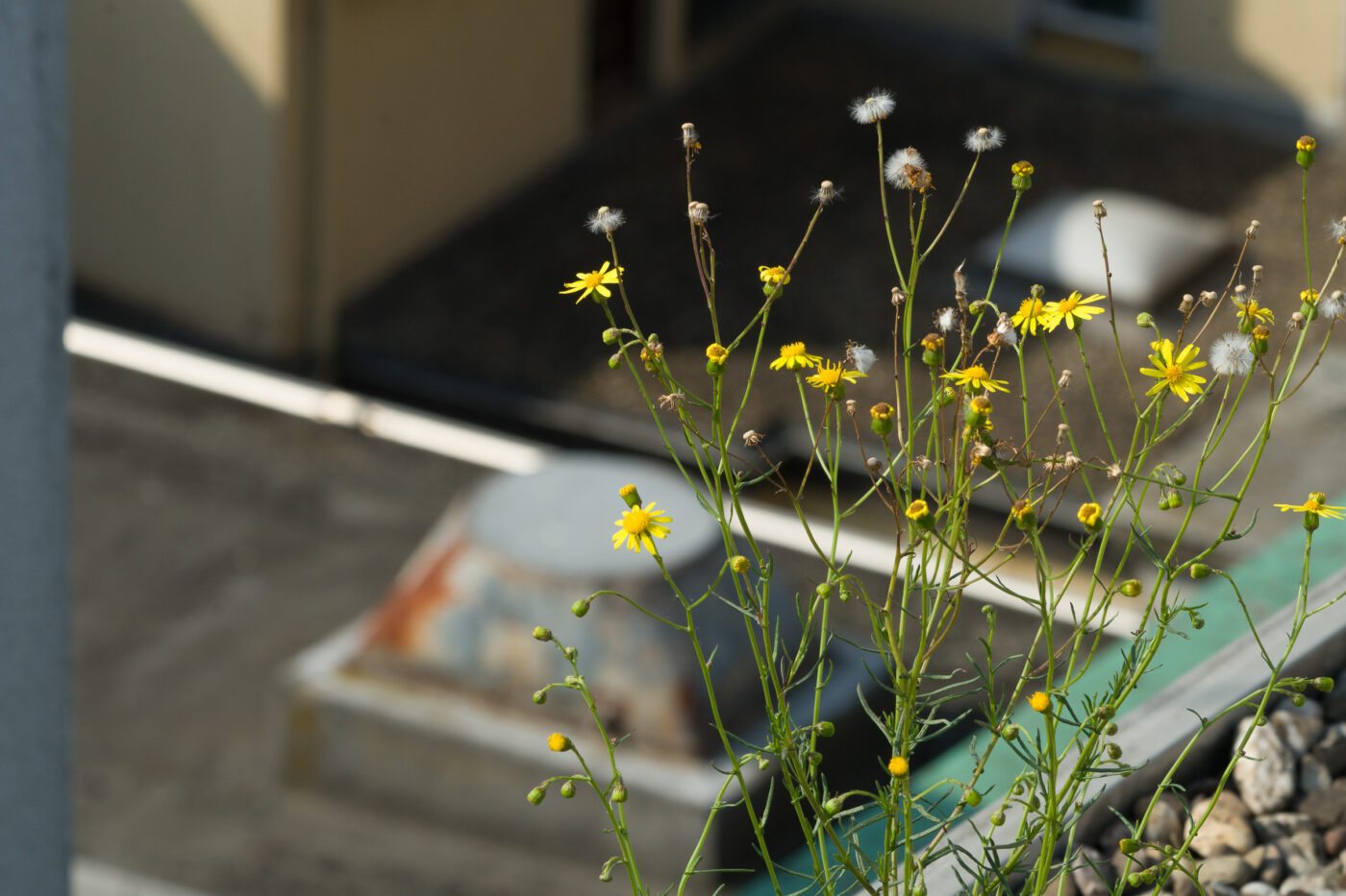 2025-08-13 - Motivsuche in Recklinghausen