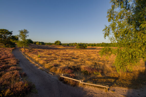 2025-08-18 - NSG Westruper Heide Haltern