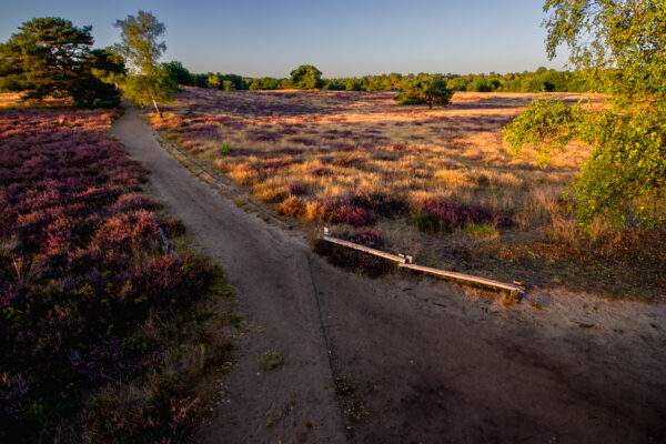 2025-08-18 - NSG Westruper Heide Haltern