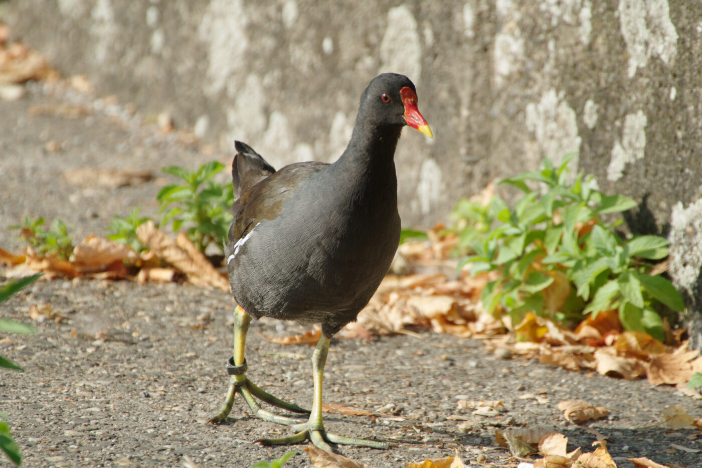 2025-08-20 - Marl - See am Marler Stern