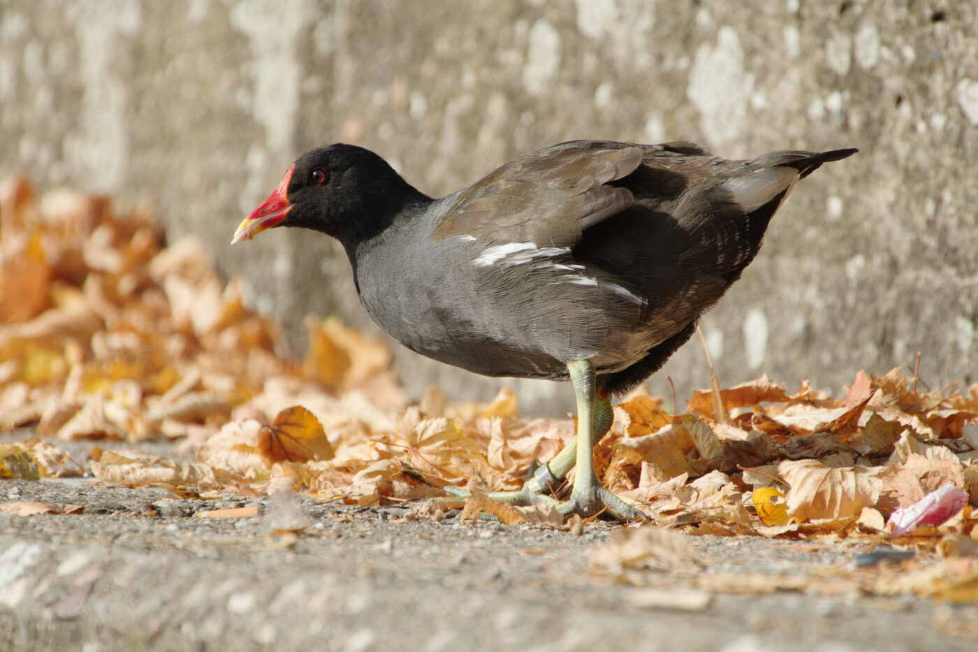 2025-08-20 - Marl - See am Marler Stern