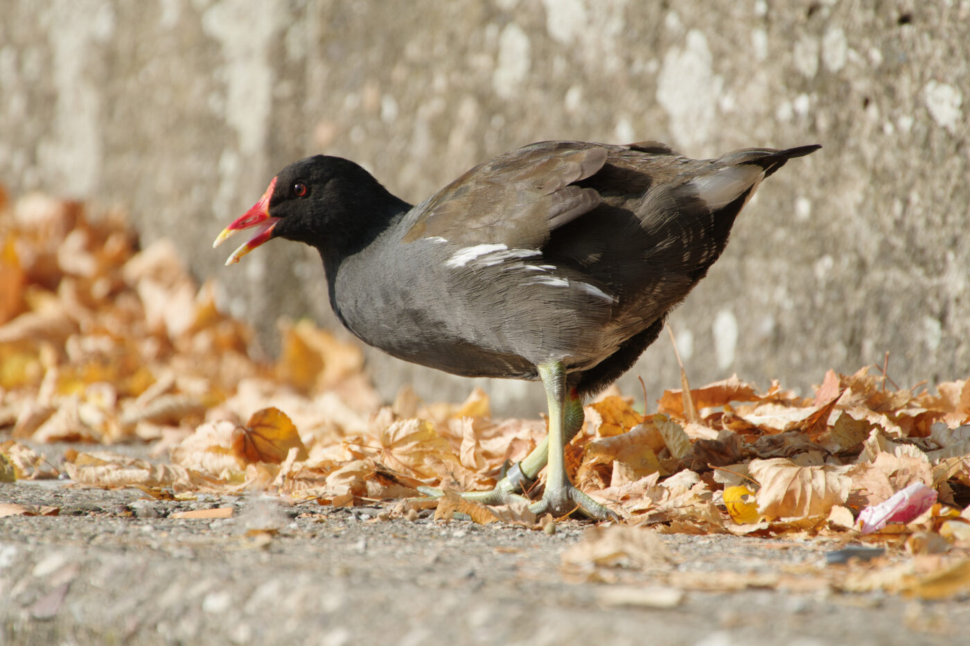 2025-08-20 - Marl - See am Marler Stern