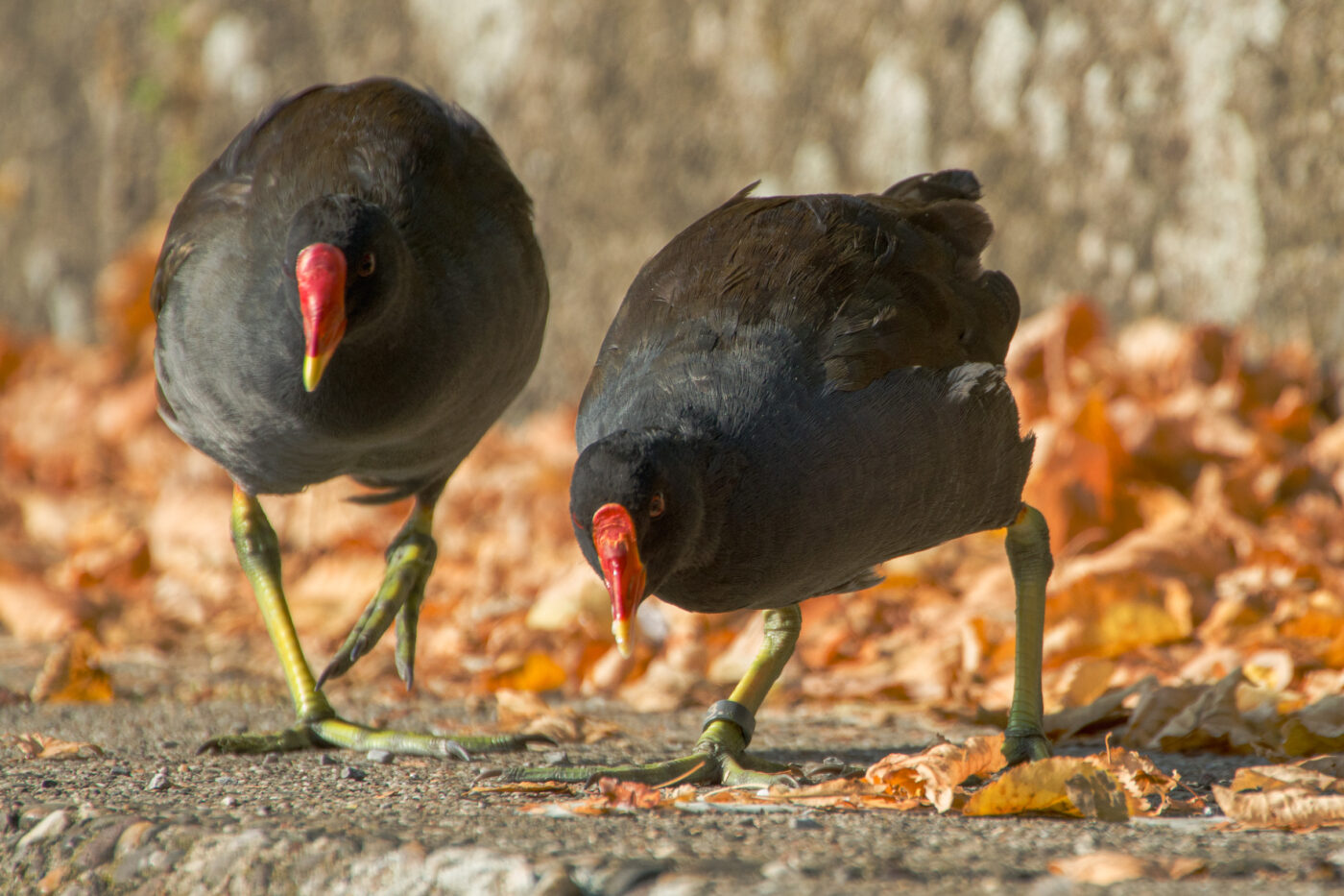 2025-08-20 - Marl - See am Marler Stern