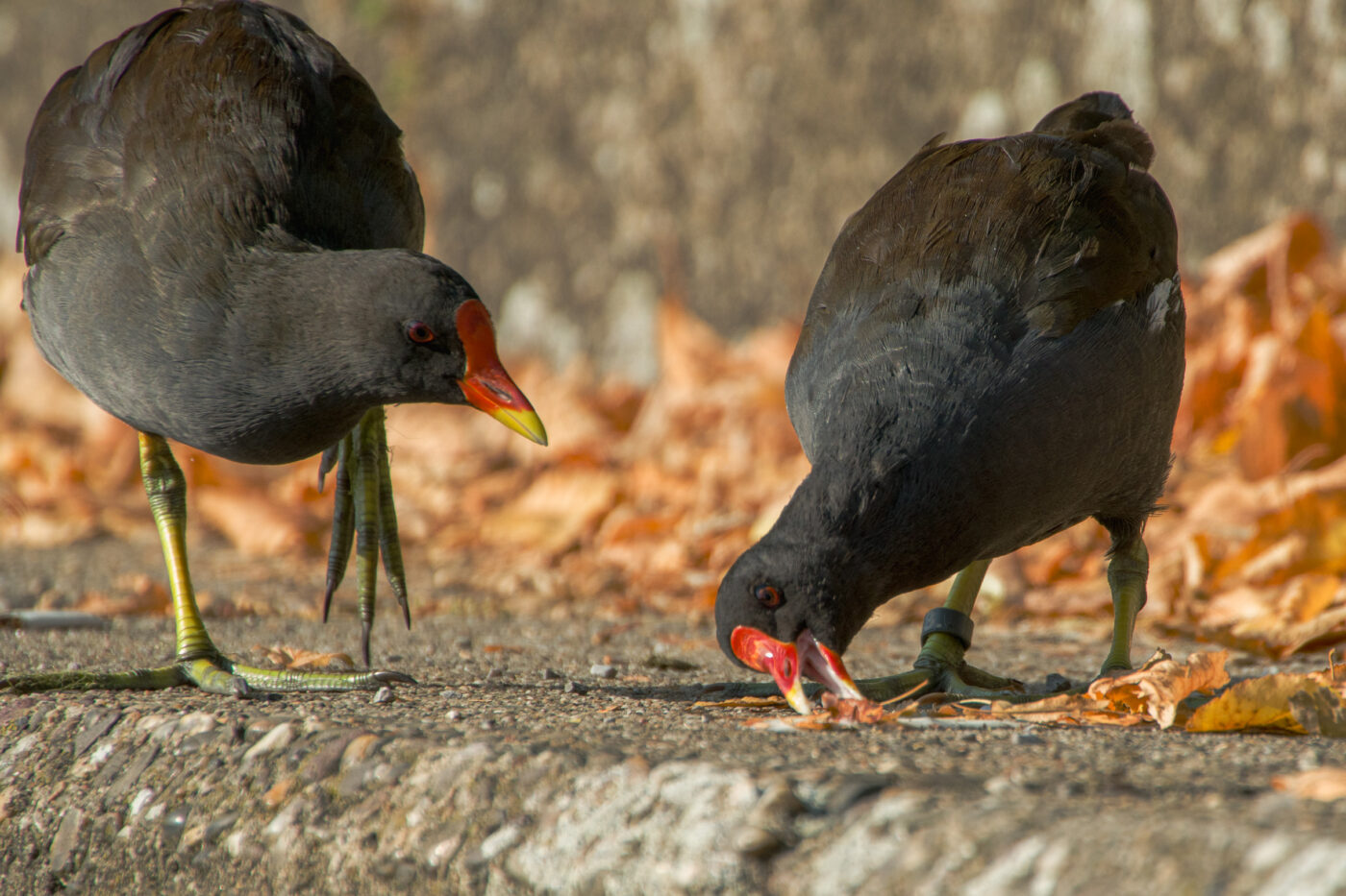 2025-08-20 - Marl - See am Marler Stern