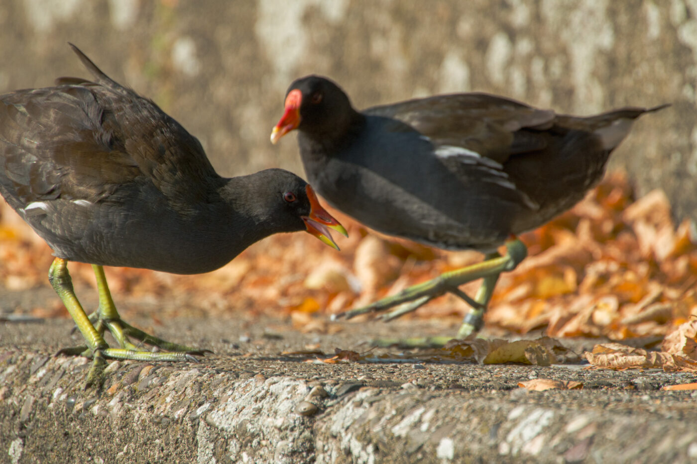 2025-08-20 - Marl - See am Marler Stern