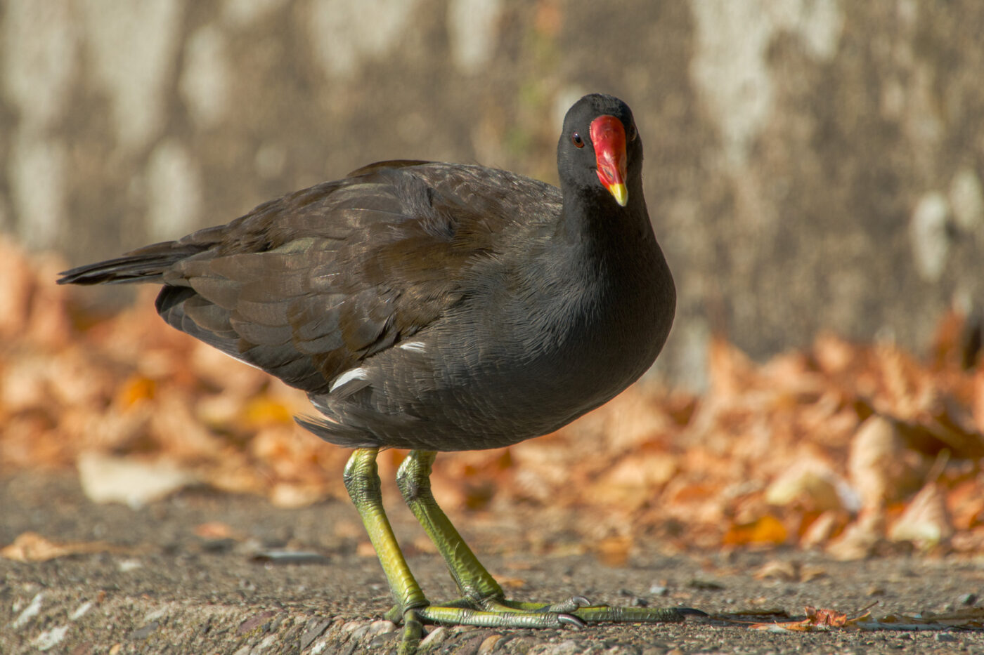 2025-08-20 - Marl - See am Marler Stern