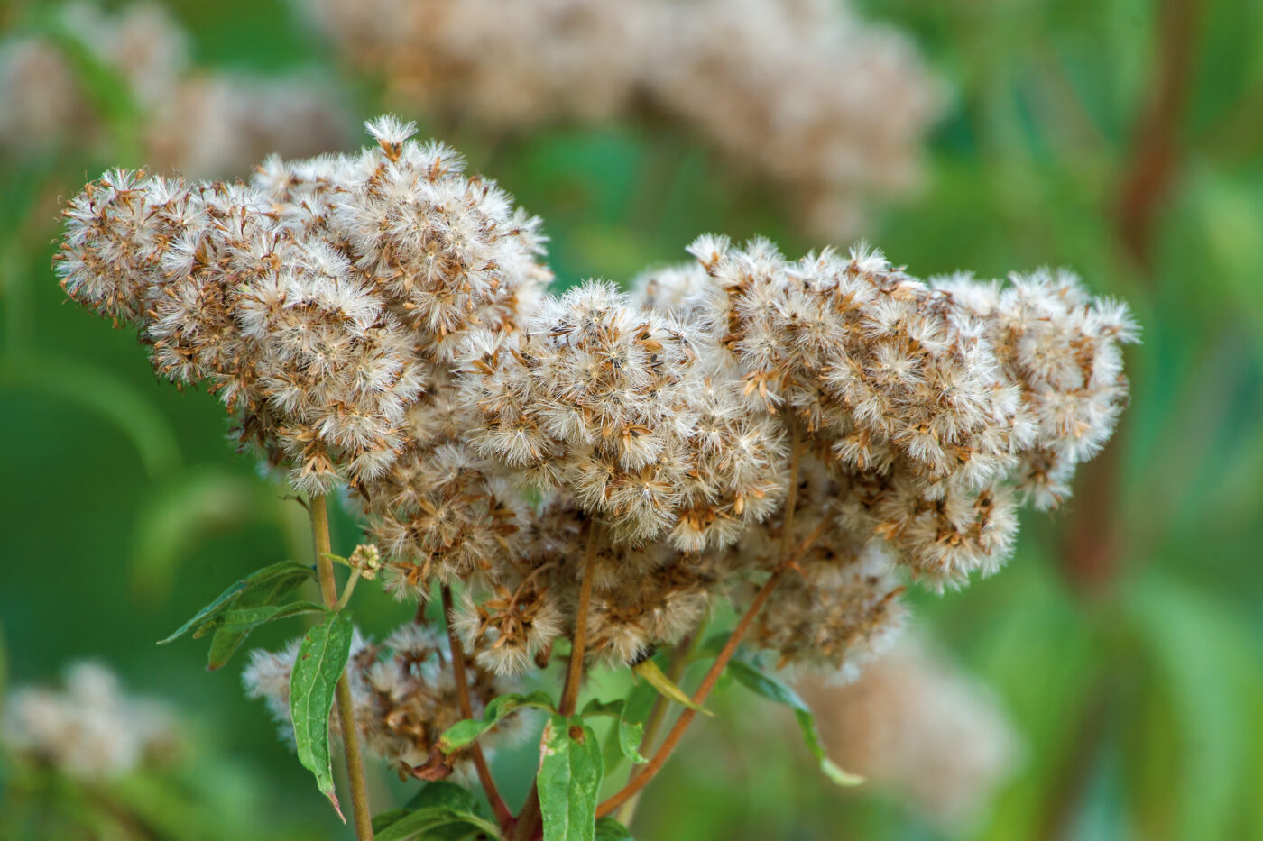 2025-08-20 - Marl - See am Marler Stern
