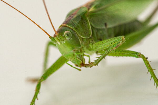 2025-08-21 - RE-Sidenzia auf'm BallKong