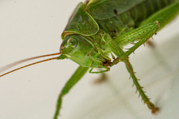 2025-08-21 - RE-Sidenzia auf'm BallKong