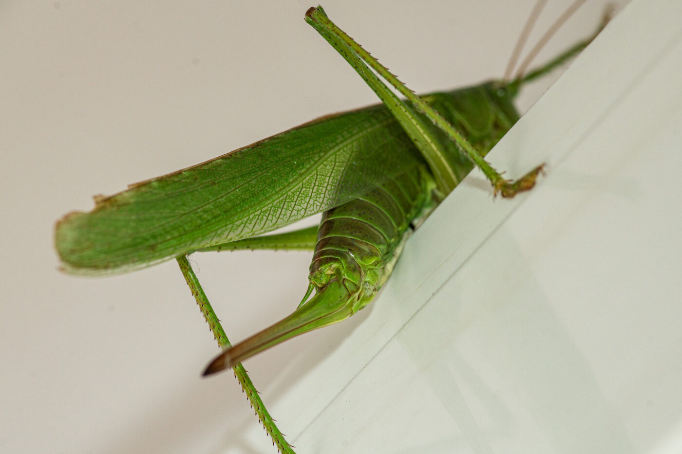 2025-08-21 - RE-Sidenzia auf'm BallKong