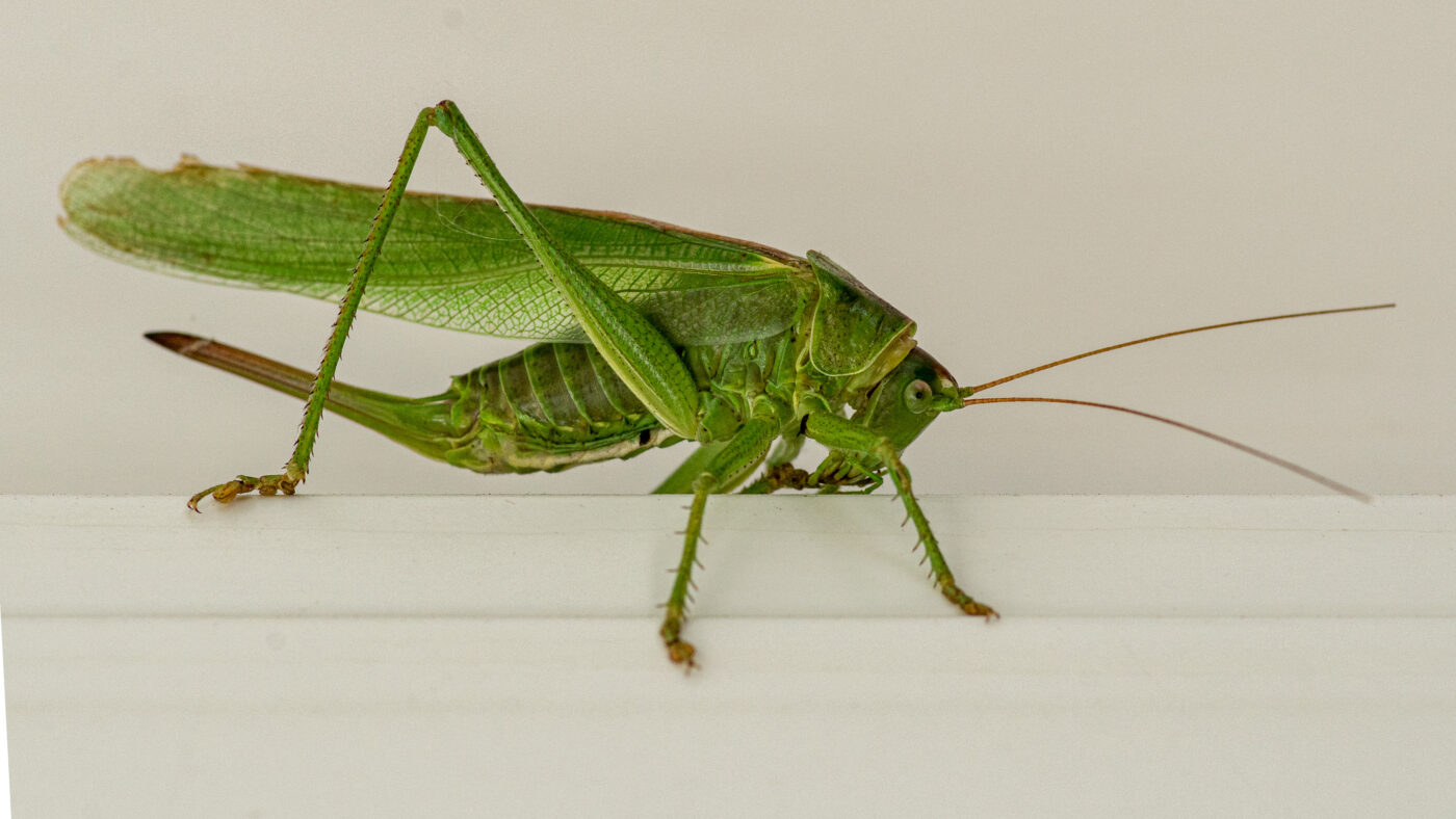 2025-08-21 - RE-Sidenzia auf'm BallKong