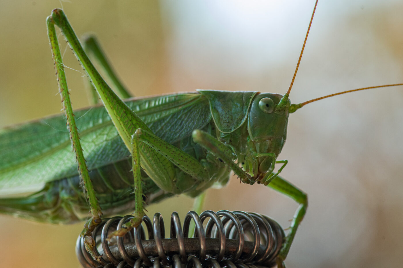 2025-08-21 - RE-Sidenzia auf'm BallKong